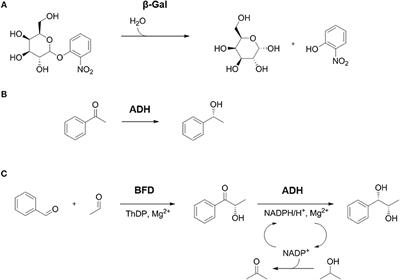 Advantages of Hydrogel-Based 3D-Printed Enzyme Reactors and Their Limitations for Biocatalysis